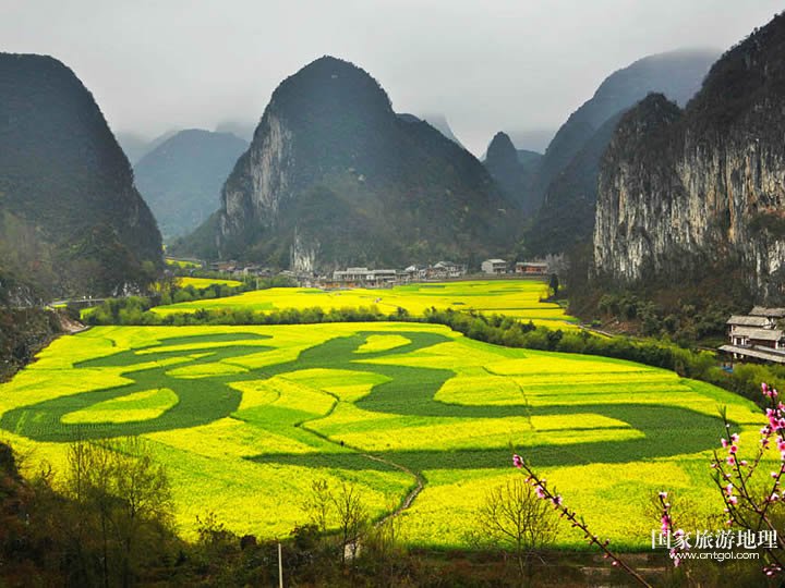 油菜花