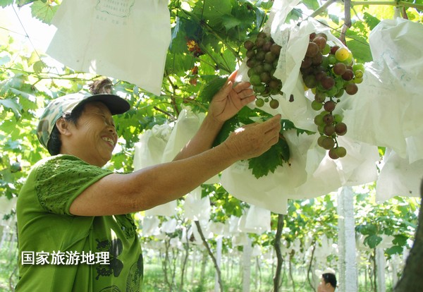 江西婺源：葡萄熟了为夏日旅游添景（图）