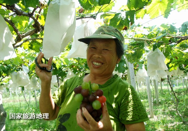 江西婺源：葡萄熟了为夏日旅游添景（图）