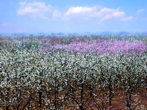 冰清玉洁似雪花 春之梨花美不胜收