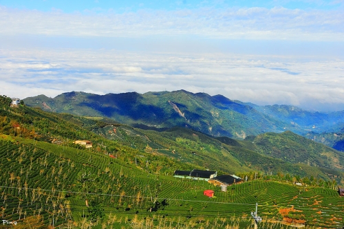 明信片上的绝美风景 仙境般的台湾大仑山观光茶园