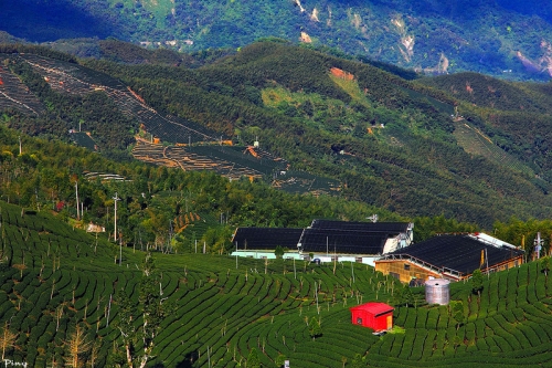 明信片上的绝美风景 仙境般的台湾大仑山观光茶园