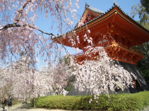 邂逅一场浪漫樱花 日本关西赏樱攻略