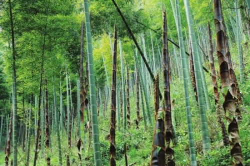 古城竹海已泛青翠 相约湖南洪江的无垠花海