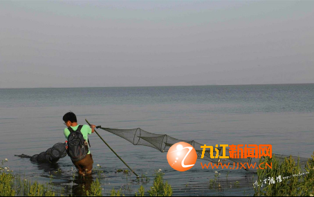 禁渔期有人在鄱阳湖摆“迷魂阵”捕鱼