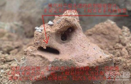 男子挖出一巨型蚁穴 活捉30年“蚁后”