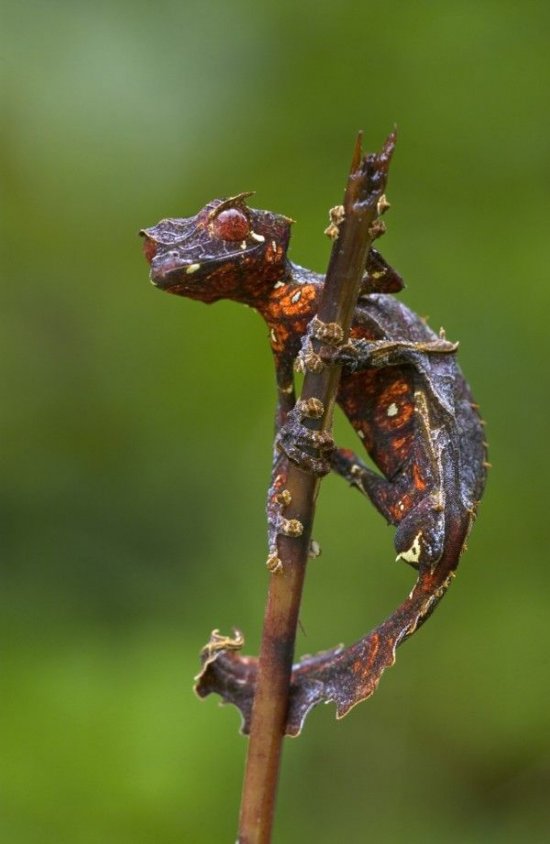 七大长相怪异的恶魔生物：叶尾壁虎