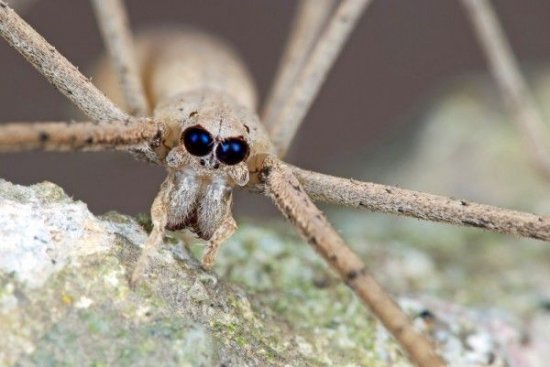 七大长相怪异的恶魔生物：叶尾壁虎