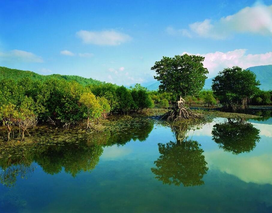 保护红树林，让“海岸卫士”屹立不倒