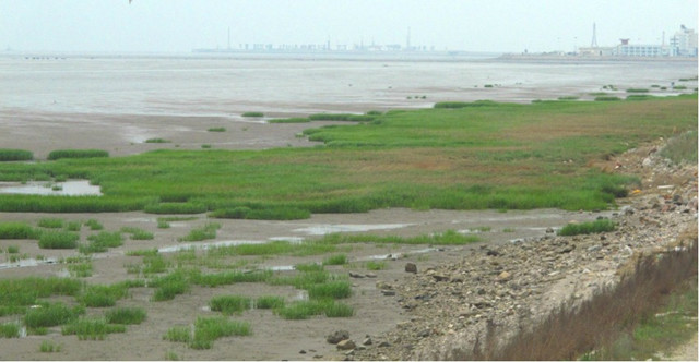 《中国沿海湿地保护绿皮书》—十块最值得关注的滨海湿地