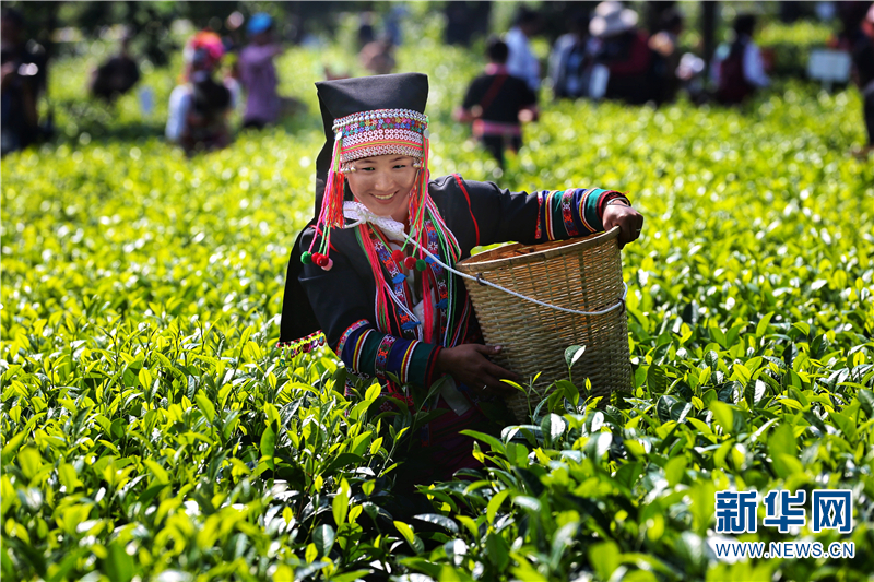 勐海总人口_勐海茶厂所有茶图片(3)