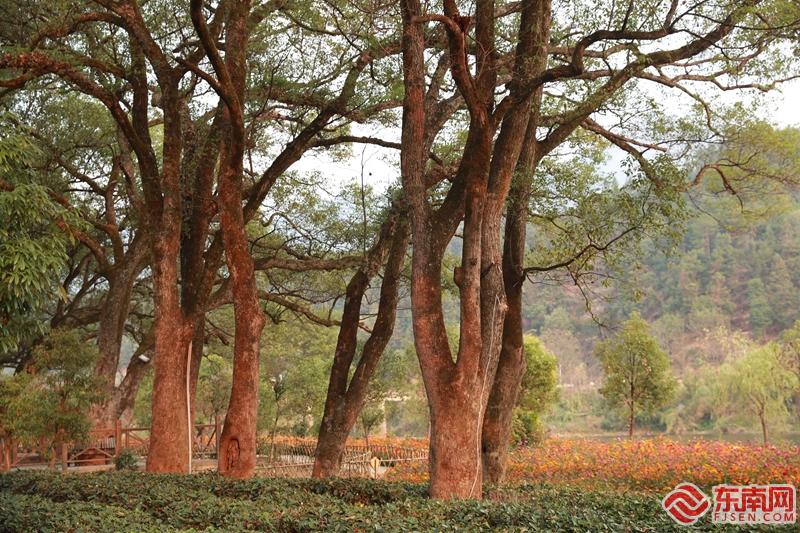 松溪梅口埠景区:百花竞放 游客如织